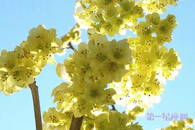 1月4日生日花:榛圣,生日花语和解-查字典花语大全网