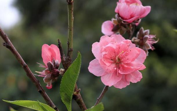 桃花运多长时间 过了桃花运会怎么样