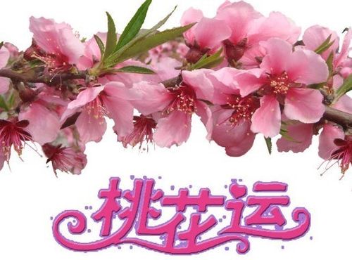 桃花运是指什么(命里桃花运指的是什么)