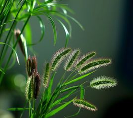 小草抒发情感 借草抒情的诗句