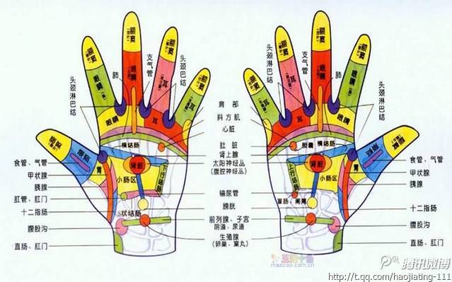 掌纹与健康_高振宗讲掌纹与健康_掌纹与健康图解