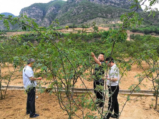 花椒种植合作社起名(给农民专业种植合作社起名)