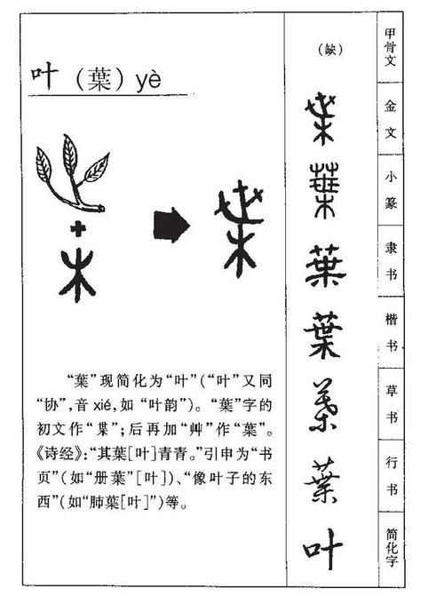 10个带叶字人之表率的宝宝名字,你一定会喜欢的|说文|起名|品格|比喻