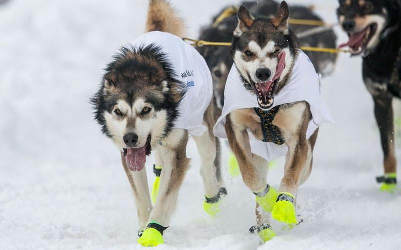 【转载】2023年第41届艾迪塔罗德雪橇犬大赛